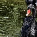 černá labuť