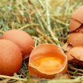 Vajíčka - vejce - diverzifikace